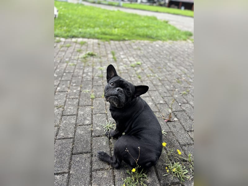 kleine Frenchie Seniorin KIRA sucht ruhigen Platz