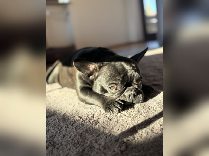 kleine Frenchie Seniorin KIRA sucht ruhigen Platz