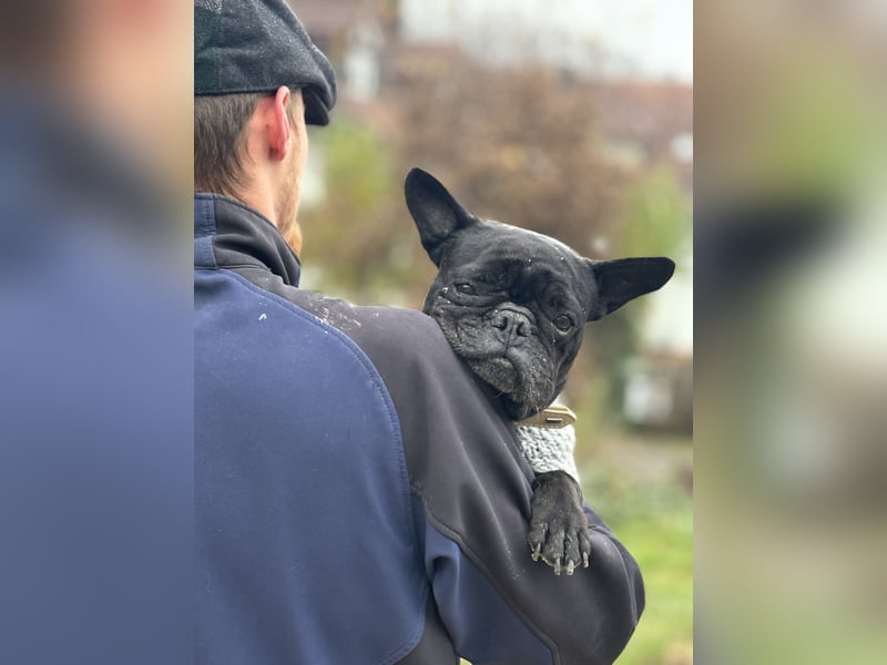 kleine Frenchie Seniorin KIRA sucht ruhigen Platz