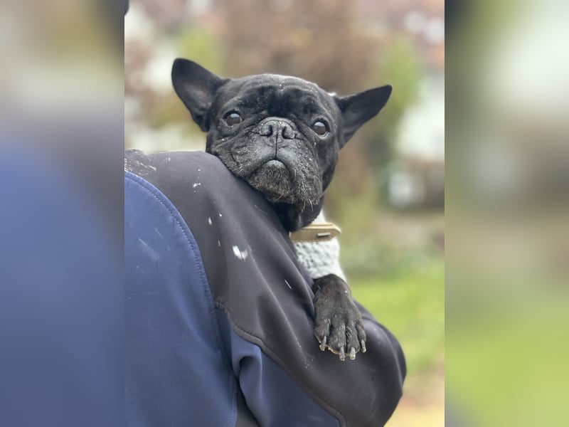 kleine Frenchie Seniorin KIRA sucht ruhigen Platz