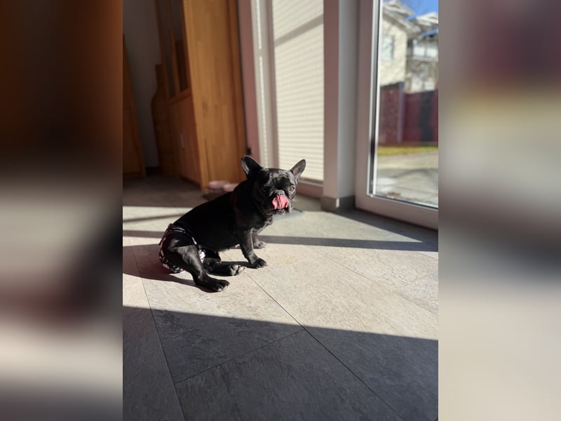 kleine Frenchie Seniorin KIRA sucht ruhigen Platz