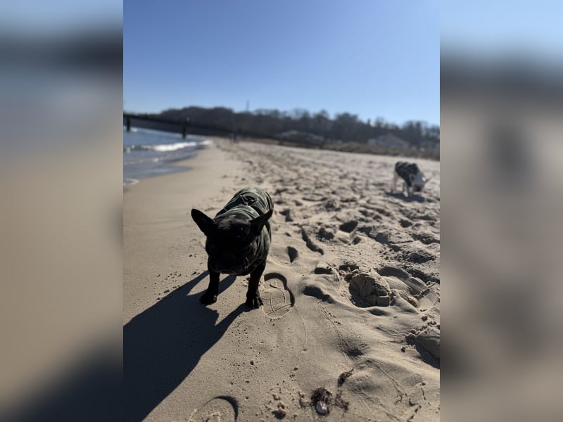 kleine Frenchie Seniorin KIRA sucht ruhigen Platz