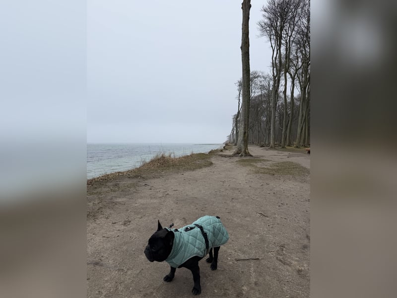 kleine Frenchie Seniorin KIRA sucht ruhigen Platz