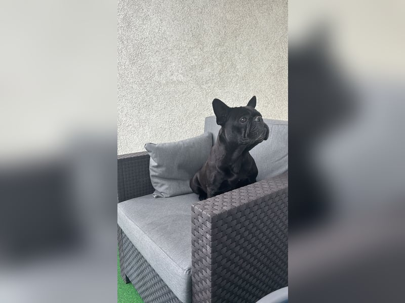 kleine Frenchie Seniorin KIRA sucht ruhigen Platz