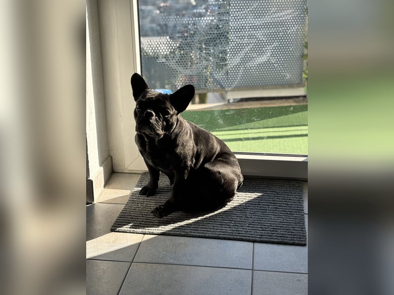 kleine Frenchie Seniorin KIRA sucht ruhigen Platz