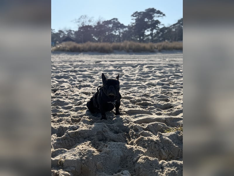 kleine Frenchie Seniorin KIRA sucht ruhigen Platz