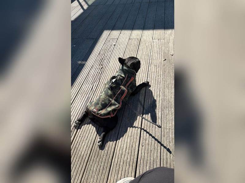 kleine Frenchie Seniorin KIRA sucht ruhigen Platz