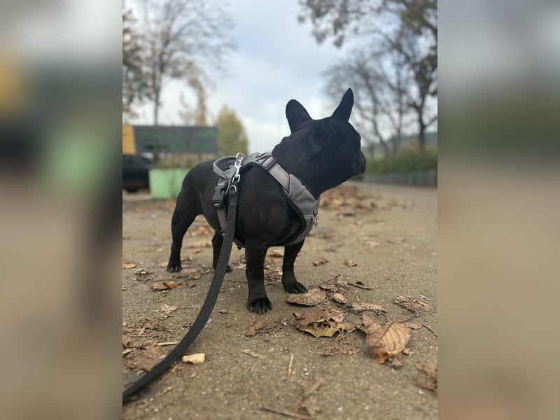 kleine Frenchie Seniorin KIRA sucht ruhigen Platz