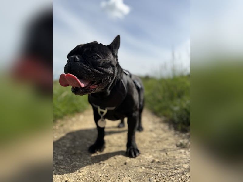 kleine Frenchie Seniorin KIRA sucht ruhigen Platz