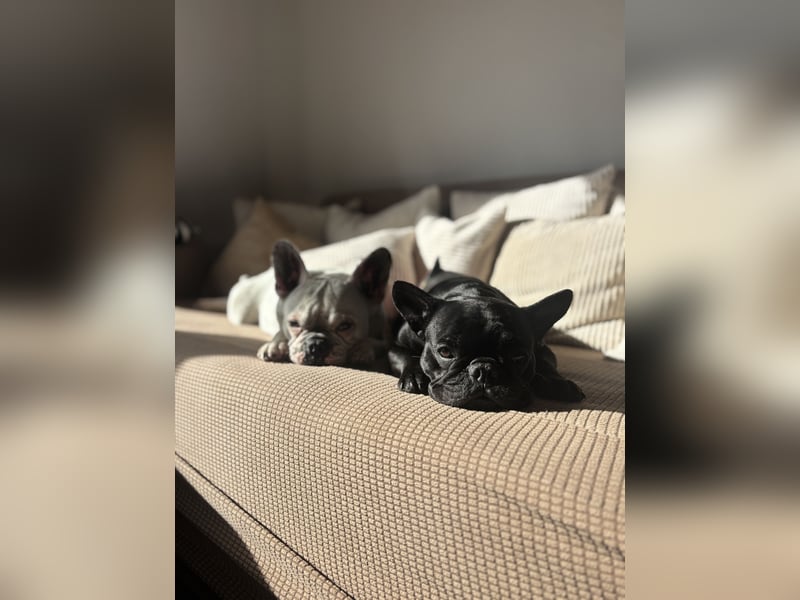 kleine Frenchie Seniorin KIRA sucht ruhigen Platz