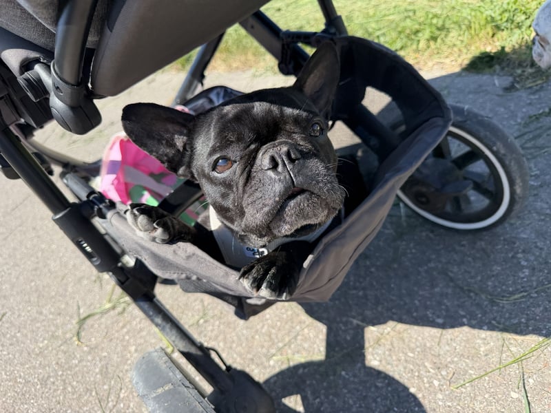 kleine Frenchie Seniorin KIRA sucht ruhigen Platz