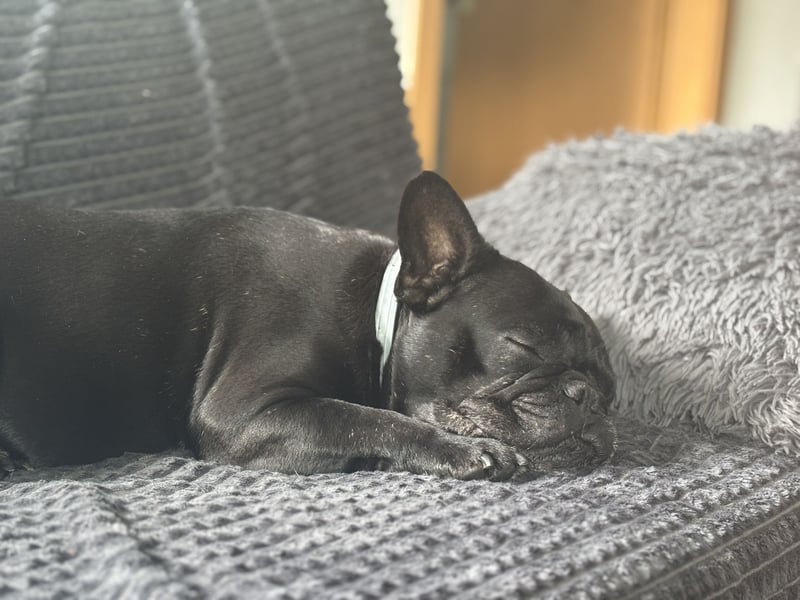 kleine Frenchie Seniorin KIRA sucht ruhigen Platz