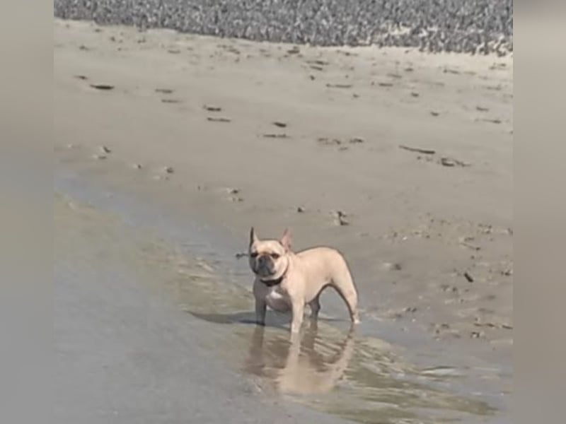 Französische Bulldogge