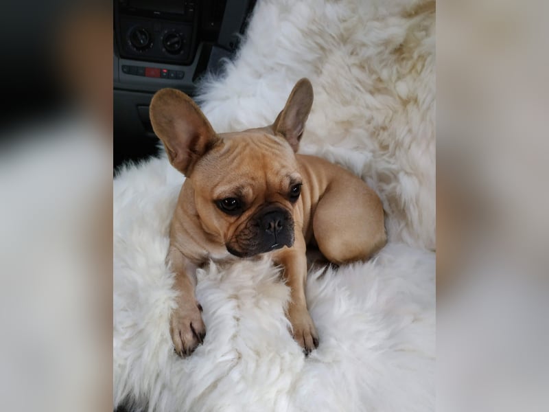 Französische Bulldogge