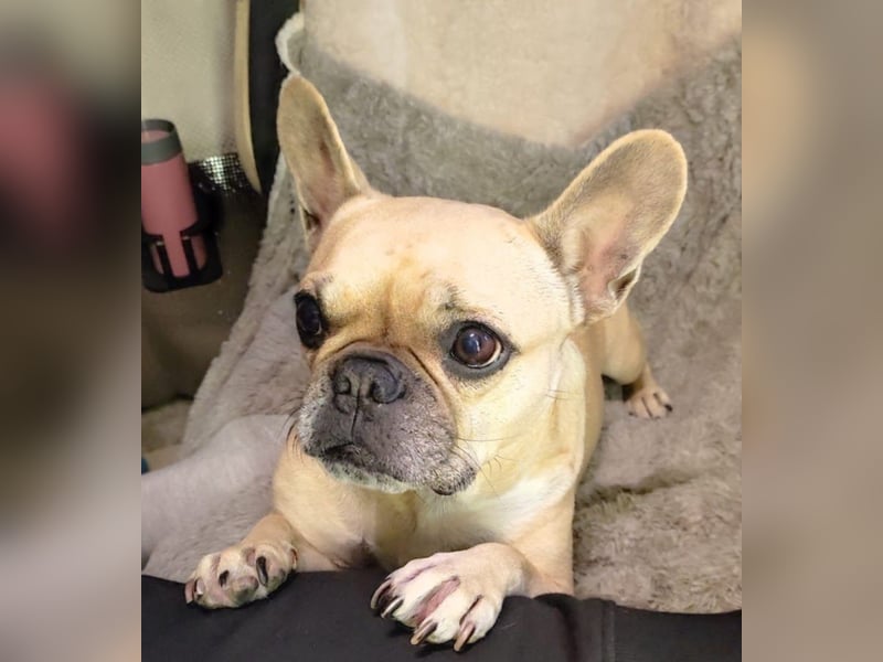 Französische Bulldogge