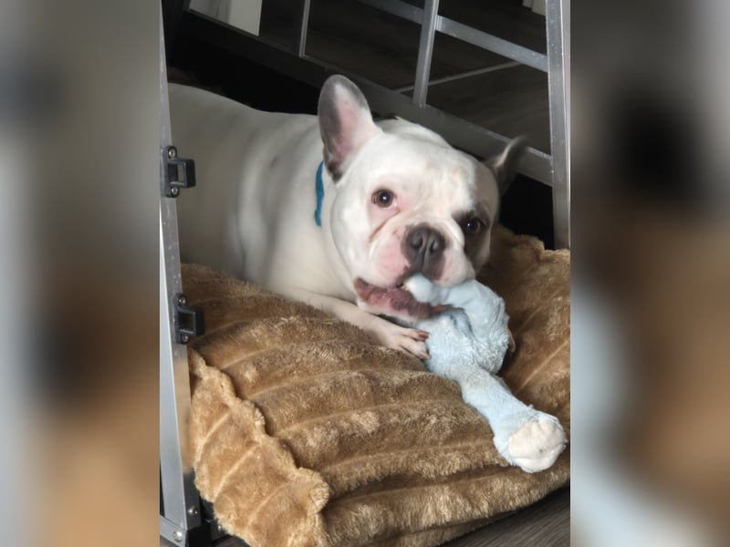 Französische Bulldogge Montie 4Jahre