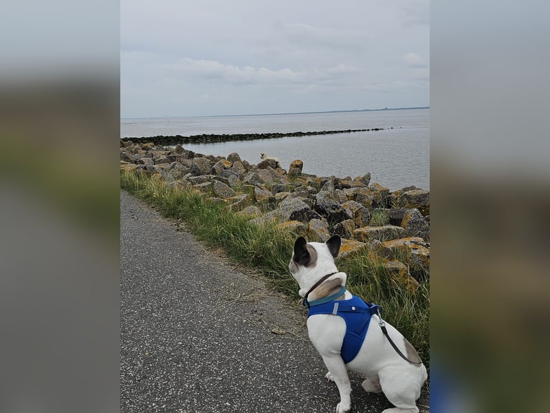 Französische Bulldogge Montie 4Jahre