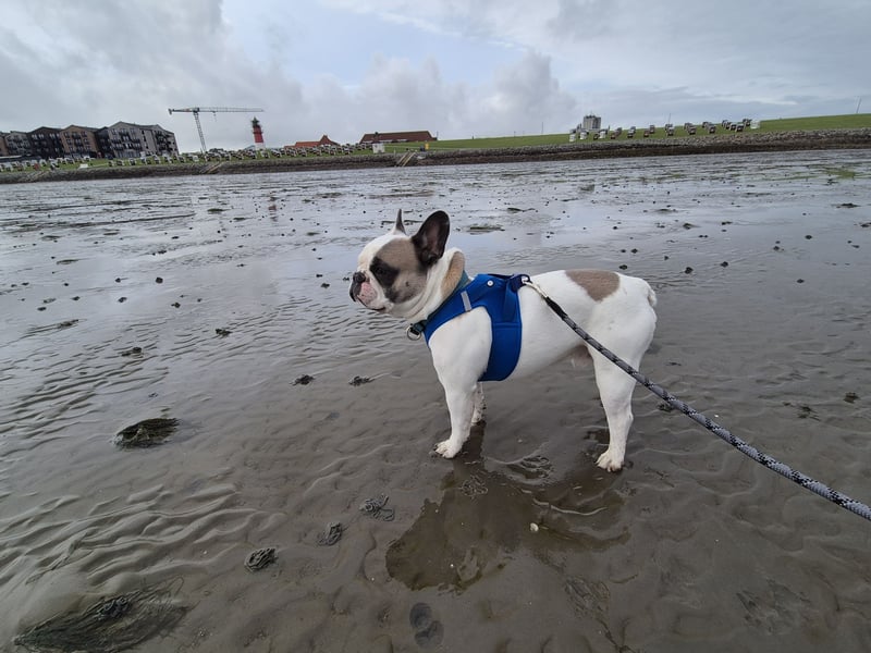Französische Bulldogge Montie 4Jahre