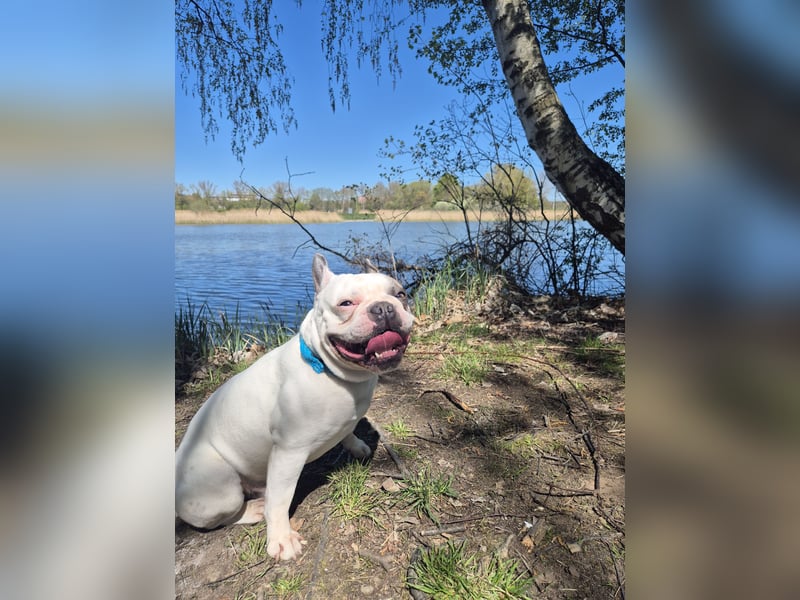 Französische Bulldogge Montie 4Jahre