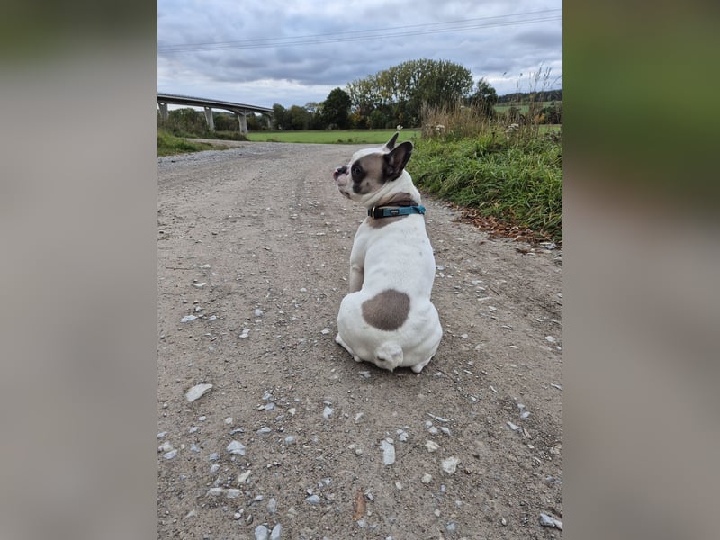 Französische Bulldogge Montie 4Jahre
