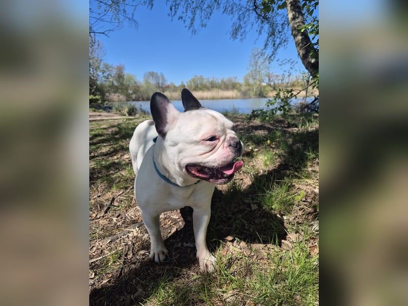 Französische Bulldogge Montie 4Jahre