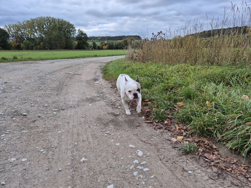 Französische Bulldogge Montie 4Jahre