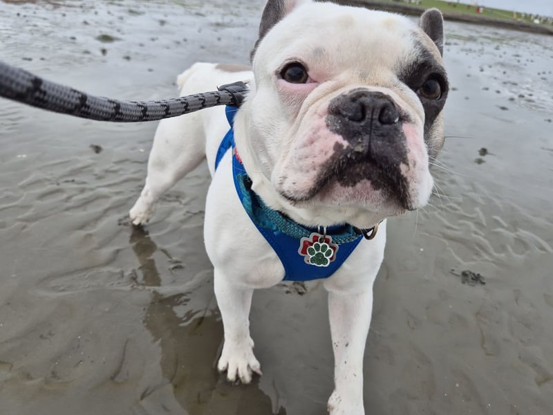Französische Bulldogge Montie 4Jahre
