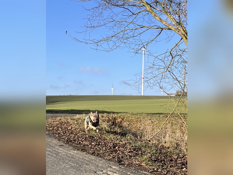 Französische Bulldogge Rüde