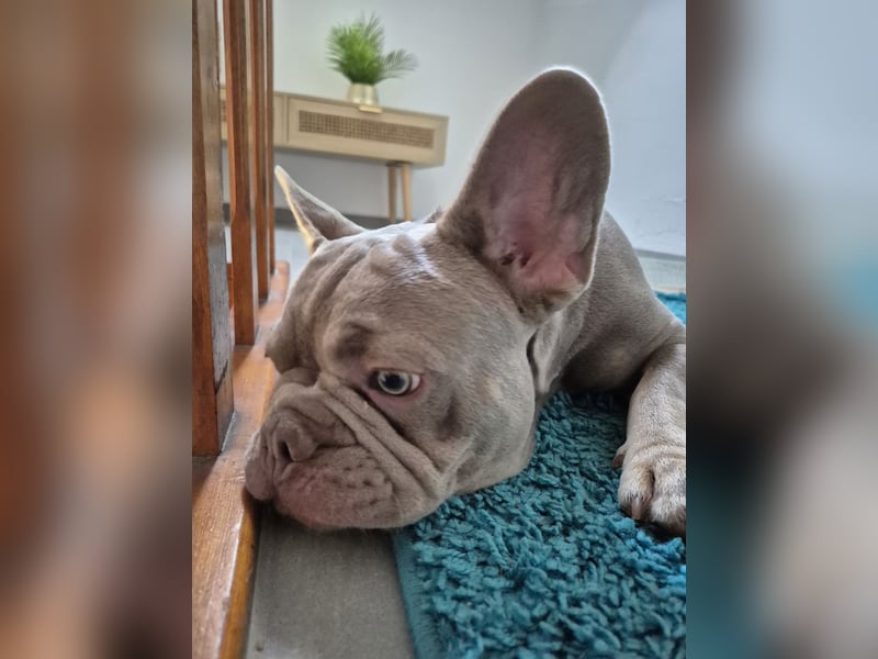 Französische Bulldogge