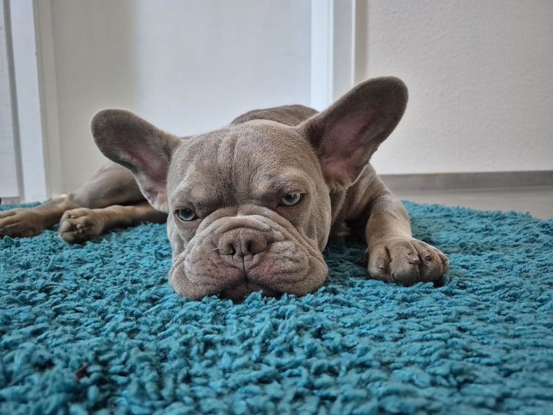 Französische Bulldogge
