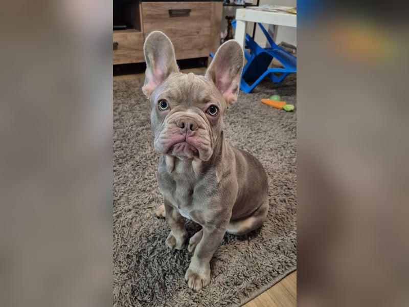 Französische Bulldogge