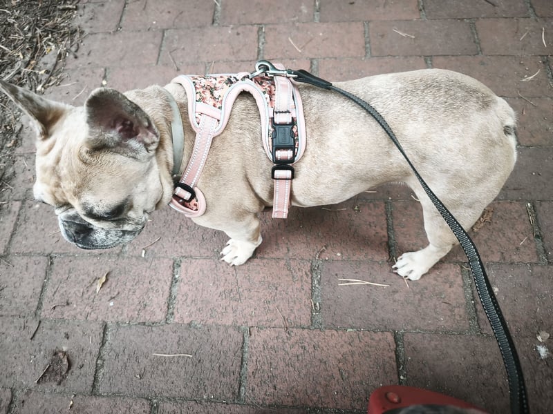 Französische Bulldogge sucht DRINGEND
