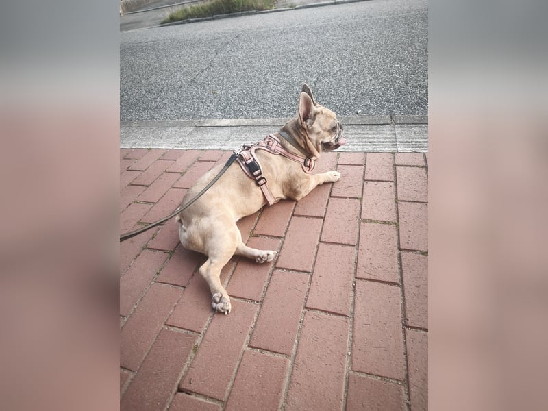 Französische Bulldogge sucht DRINGEND