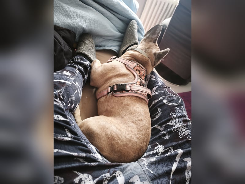 Französische Bulldogge sucht DRINGEND