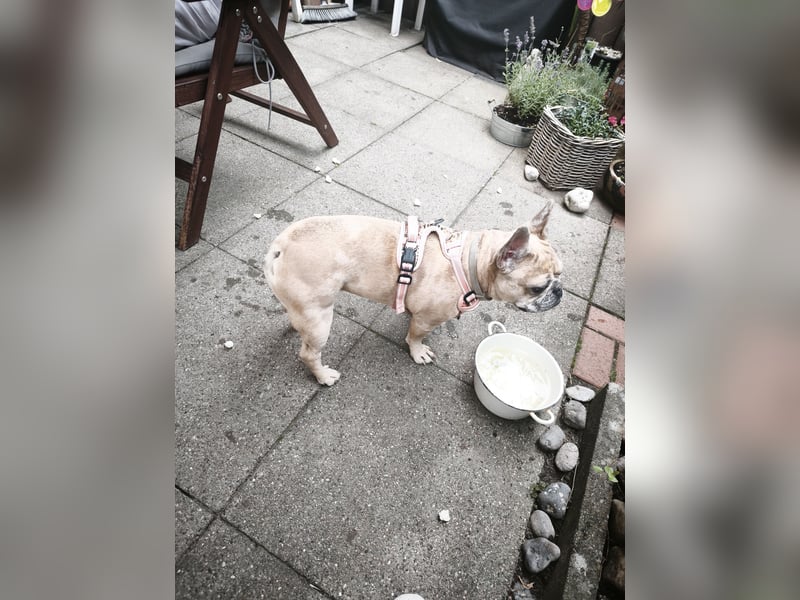 Französische Bulldogge sucht DRINGEND