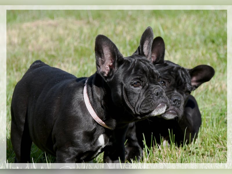 Französische Bulldogge (al) mit Ahnentafel