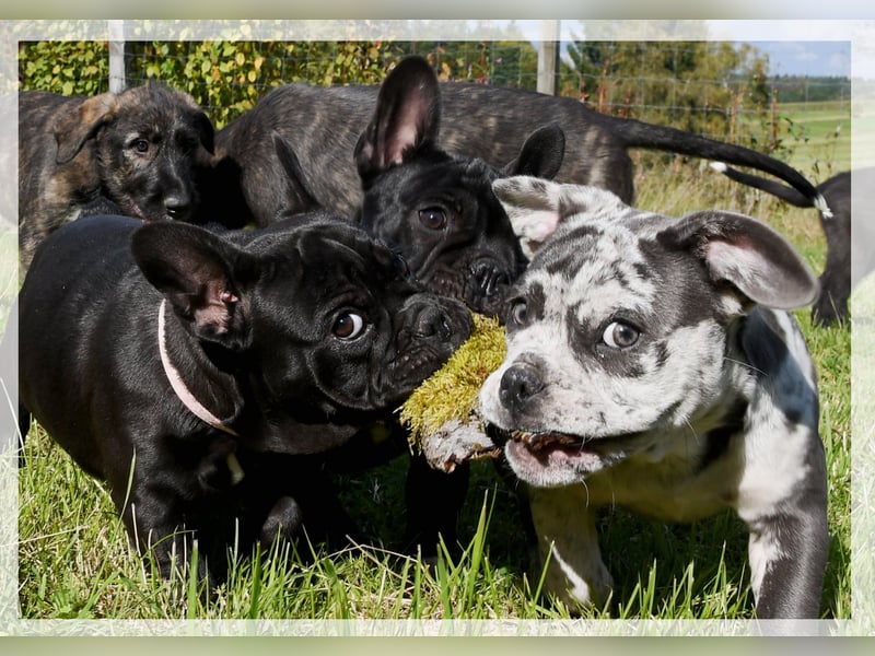 Französische Bulldogge (al) mit Ahnentafel