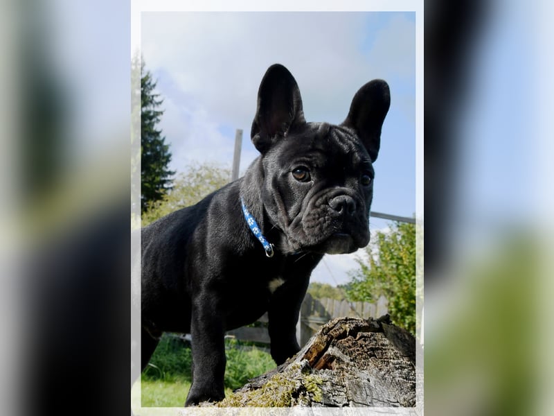 Französische Bulldogge (al) mit Ahnentafel