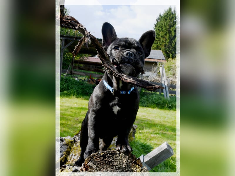Französische Bulldogge (al) mit Ahnentafel