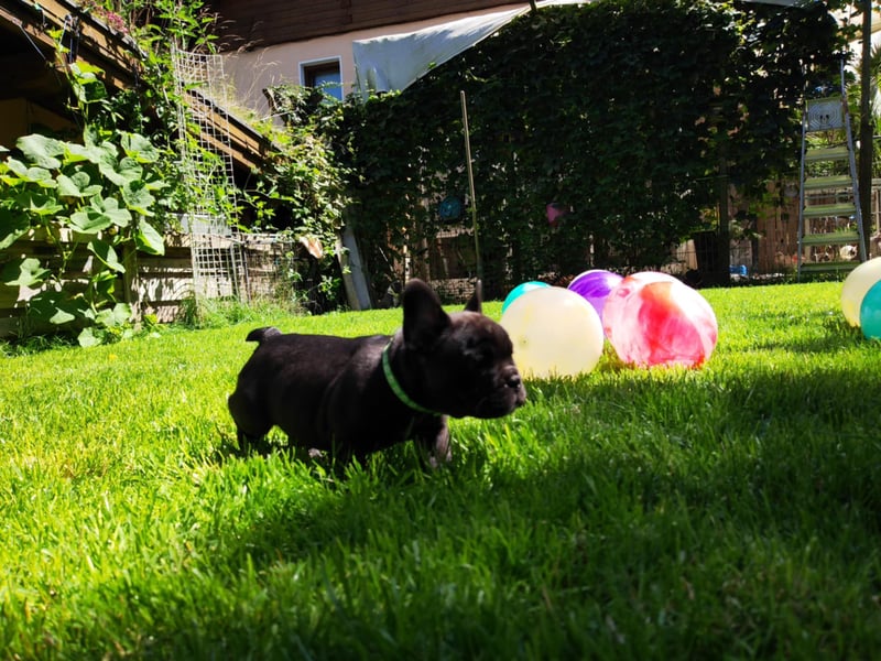 Französische Bulldogge (al) mit Ahnentafel