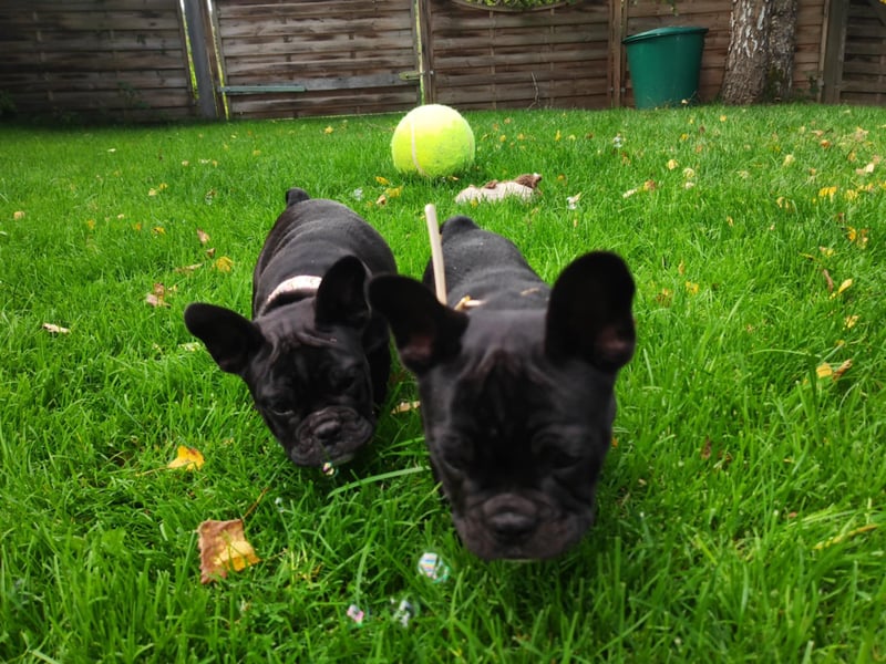 Französische Bulldogge (al) mit Ahnentafel