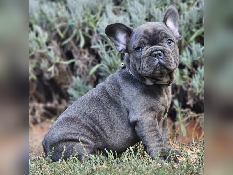 Wunderschöne Französische-Bulldoggen Hündin sucht liebevolles Zuhause kostenlose Lieferung