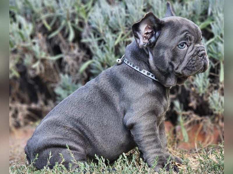 Wunderschöne Französische-Bulldoggen Hündin sucht liebevolles Zuhause kostenlose Lieferung