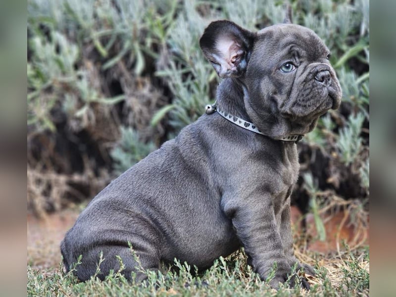 Wunderschöne Französische-Bulldoggen Hündin sucht liebevolles Zuhause kostenlose Lieferung