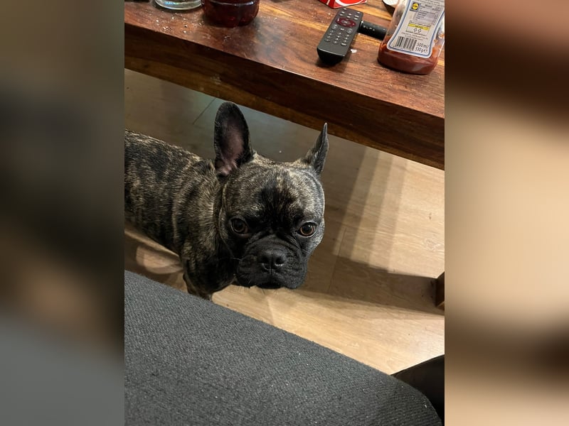 Sportlicher & charmanter Frops (3,5 Jahre) sucht neues Zuhause
