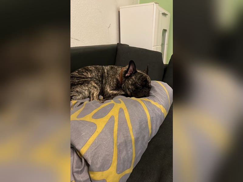 Sportlicher & charmanter Frops (3,5 Jahre) sucht neues Zuhause