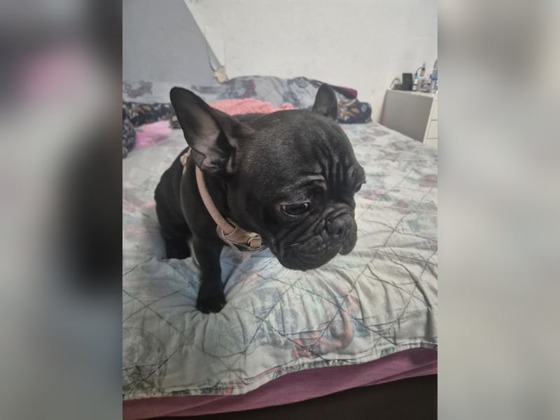 Französische Bulldogge