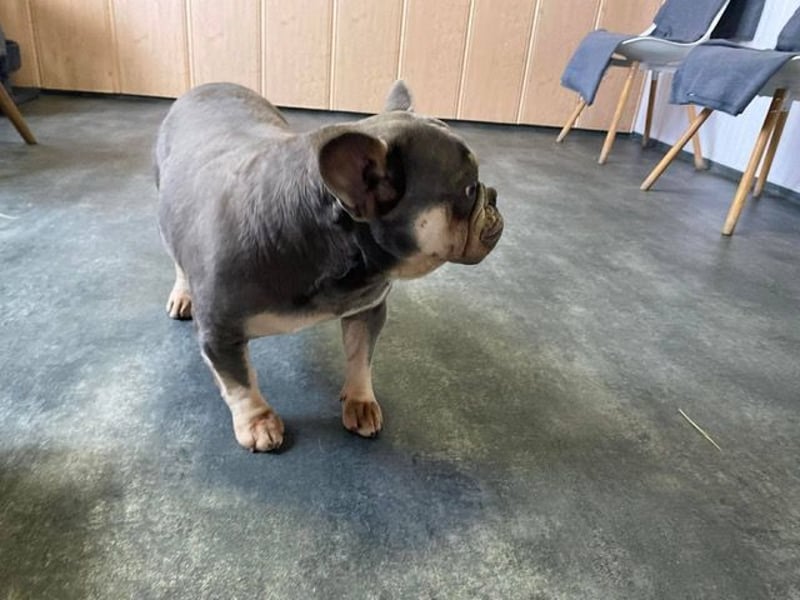 Brandy sucht Bully Liebhaber