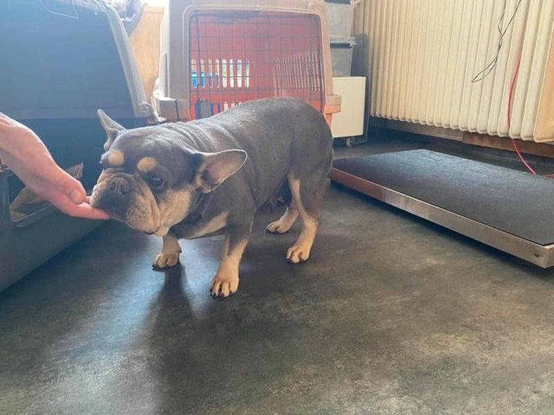 Anita sucht Bully Liebhaber
