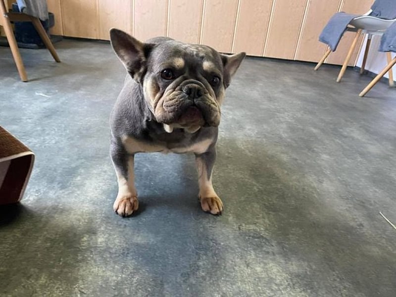 Brandy sucht Bully Liebhaber